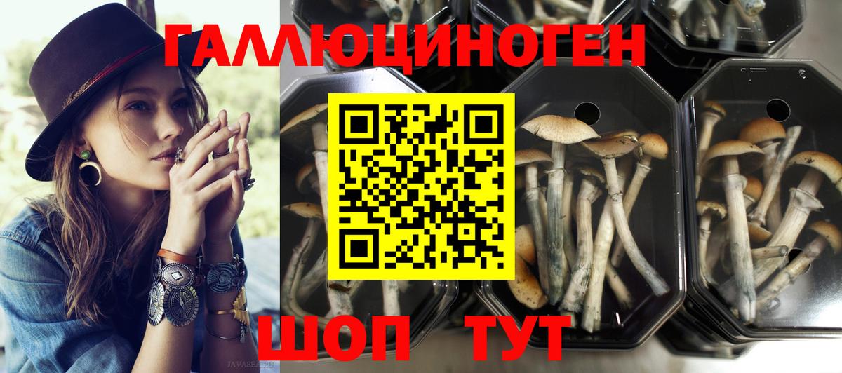 Тулун  Псилоцибиновые грибы MAGIC MUSHROOMS  Вход с VPN 